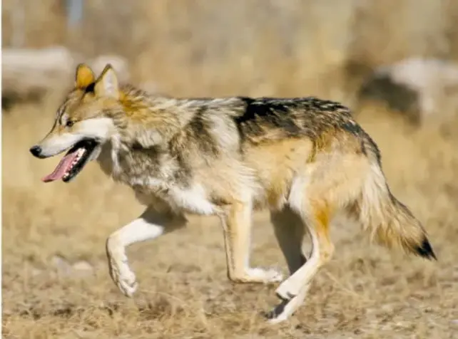 Lobo gris mexicano caminando sobre terreno seco, con pelaje gris, pardo y crema, boca abierta.