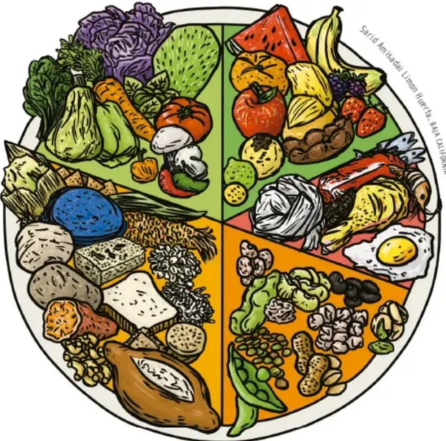 Ilustración del Plato del Bien Comer dividido en sectores con distintos alimentos: verduras, frutas, cereales, leguminosas, lácteos, carnes y huevo.