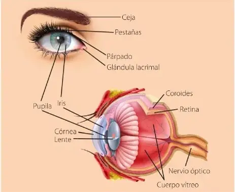 Ilustración de la anatomía externa e interna del ojo. Señala ceja, pestañas, párpado, glándula lagrimal, pupila, iris, córnea, lente, coroides, retina, cuerpo vítreo y nervio óptico.