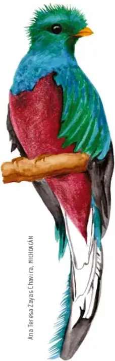 Ilustración acuarela de un quetzal posado sobre una rama; crédito vertical: Ana Teresa Zayas Chavira, MICHOACÁN.