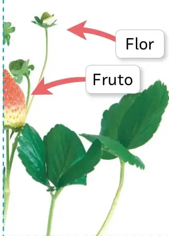 Esquema de una planta de frutilla con flores, fruto rojo, hojas verdes y tallos. Tiene flechas y etiquetas para Flor y Fruto; espacios en blanco para completar con Raíz, Tallo y Hoja.