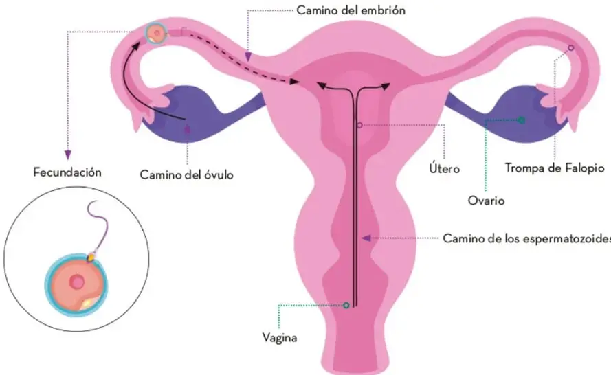Esquema del aparato reproductor femenino con vagina, útero, trompas de Falopio y ovarios; señala el camino del óvulo, de los espermatozoides y del embrión, y un recuadro ampliado del momento de la fecundación.