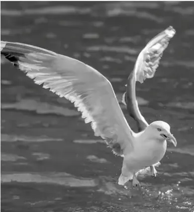 Fotografía en blanco y negro de una gaviota volando a ras del agua, con las alas extendidas y salpicaduras alrededor.
