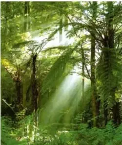 Fotografía de un bosque con árboles altos y luz entre las ramas.