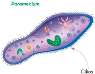 Ilustración de un espermatozoide con flagelo, célula especializada de un ser pluricelular.