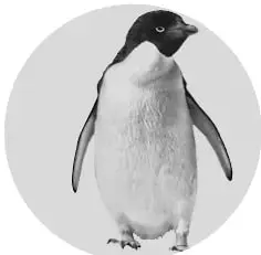 Fotografía de un pingüino de pie sobre una superficie clara.
