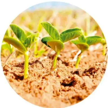 Fotografía circular de plántulas verdes brotando de la tierra.