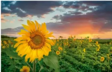 Fotografía de un campo de girasoles bajo un cielo con nubes al atardecer, ilustrando la luz solar.