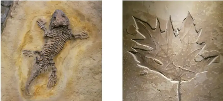 Fósil de un reptil conservado en una roca de tono amarillento, con el esqueleto completo visible.