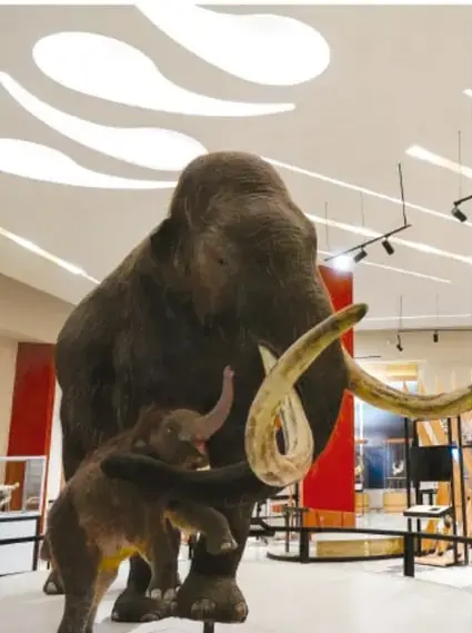Fotografía de un mamut lanudo y su cría en un museo, con iluminación moderna y visitantes al fondo.