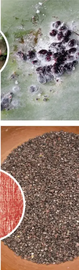 Fotografía de un grupo de cochinillas (insectos oscuros y redondos con cera blanca) sobre la penca verde de un nopal.