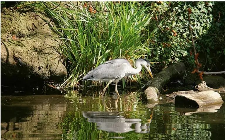 Fotografía de una garza gris posada junto a un cuerpo de agua con vegetación y troncos.