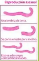 Figura 6 de Ciencias Naturales 5° · Egb 5 Ciencias Naturales 2024 · 2024