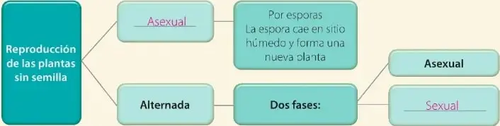 Organizador gráfico sobre la reproducción de las plantas sin semilla, con reproducción asexual por esporas y reproducción alternada.