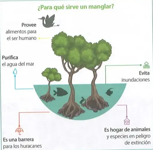 Recuadro de glosario con las definiciones de productividad y raíz fúlcrea.
