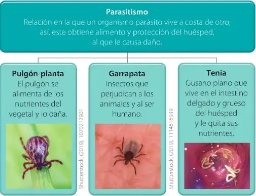 Un lince captura una presa y un águila captura un pez, como ejemplos de depredación.