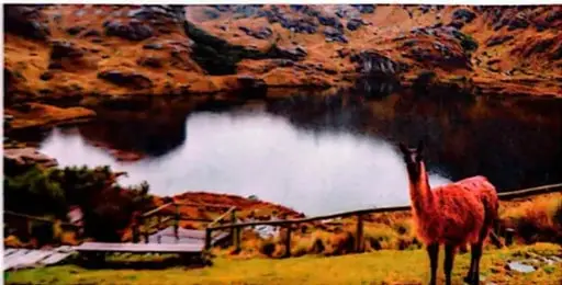 Paisaje de una reserva natural con una laguna y una llama, relacionado con la conservación de los recursos naturales.