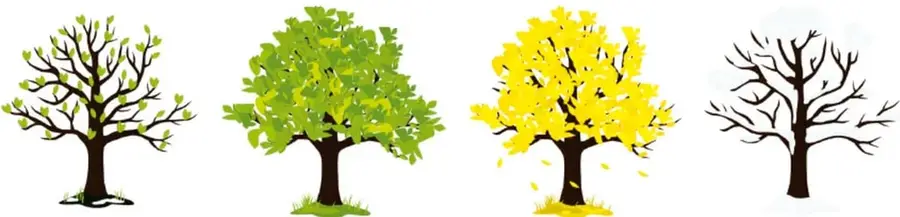 Secuencia de cuatro árboles: con hojas verdes pequeñas, hojas verdes abundantes, hojas amarillas cayendo y sin hojas.