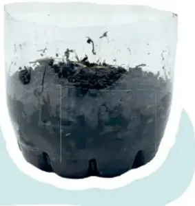 Fotografía de un contenedor de plástico transparente con tierra y plantas en crecimiento, con orificios en la base para drenaje.