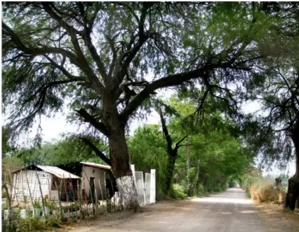 Fotografía de un camino de terracería en una comunidad rural mexicana, flanqueado por árboles grandes y viviendas humildes, que ilustra las condiciones de la comunidad descrita en el relato de don Juan.