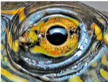 Primer plano de un ojo de colores intensos, con iris amarillo y naranja rodeado de dibujos y manchas azules y negras, de apariencia muy decorada.