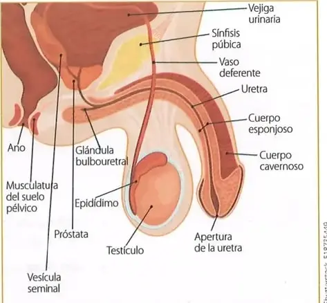 Diagrama de la anatomía sexual masculina en corte lateral, con etiquetas para la vejiga urinaria, sínfisis púbica, vaso deferente, uretra, cuerpos esponjoso y cavernoso, epidídimo, testículo, próstata, vesícula seminal, glándula bulbouretral, ano y musculatura del suelo pélvico.