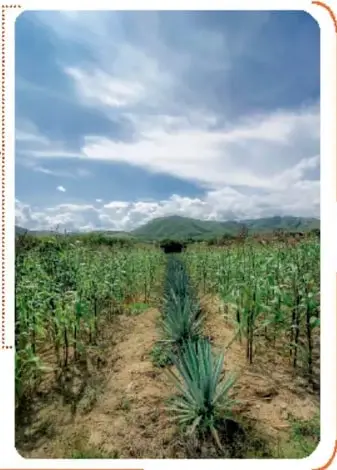 Fotografía de un campo con hileras de magueyes intercaladas con otros cultivos, ejemplo de Metepantle.