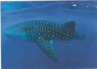Fotografía de un tiburón ballena bajo el agua, relacionada con la noticia sobre su rescate.
