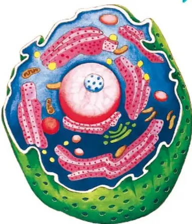 Ilustración tridimensional a color de una célula eucariota con núcleo central rosado, mitocondrias, retículo endoplasmático, citoplasma verde y membrana con poros.
