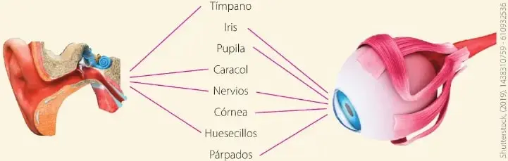Ilustración de un ojo con los párpados y músculos que lo rodean.