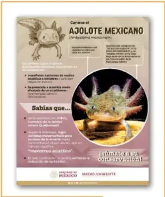Cartel modelo titulado 'Conoce al AJOLOTE MEXICANO' con ilustración del ajolote, datos de hábitat, alimentación y conservación.