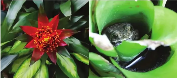 Fotografía de una rana dentro de las hojas verdes de una bromelia.