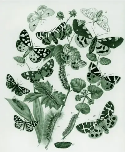 Lámina científica a color (impresa en tinta verde) con mariposas y polillas con las alas desplegadas, orugas sobre hojas y tallos, plantas y un capullo en la parte inferior, estilo de ilustración naturalista del siglo XIX.