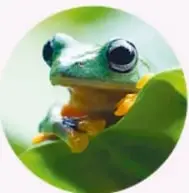 Primer plano de la cabeza de una serpiente.
