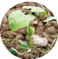 Fotografía circular de una planta joven brotando del suelo.