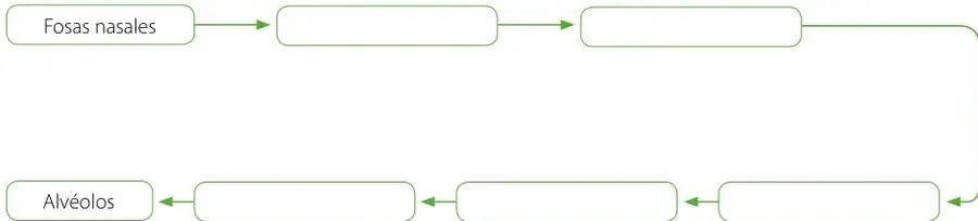 Esquema con flechas y casillas vacías que muestran la secuencia del recorrido del aire, desde las fosas nasales (arriba) hasta los alvéolos (abajo).