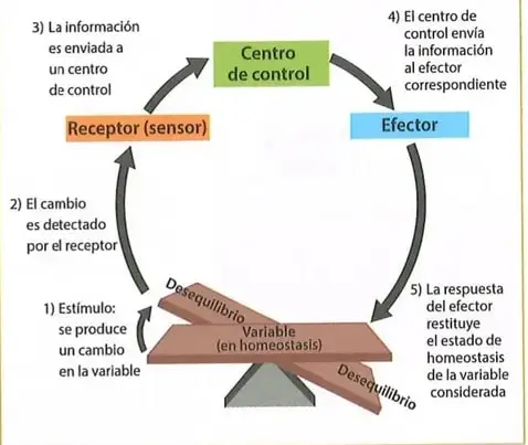 Figura 1 de Ciencias Naturales 8° · Egb 8 Ciencias Naturales 2025 · 2025