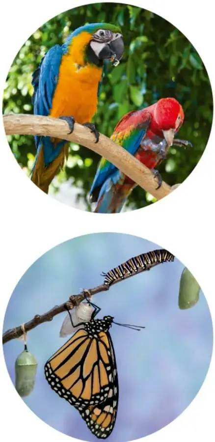 Fotografía de dos guacamayas posadas en una rama: una guacamaya azul y amarilla y otra roja y verde, entre follaje.