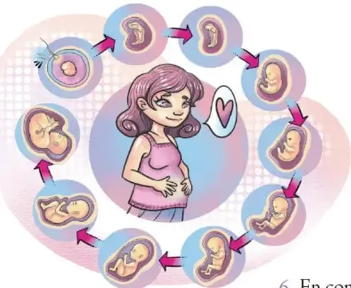Ilustración de una mujer embarazada rodeada por el ciclo de desarrollo fetal mes a mes, con flechas rosadas.
