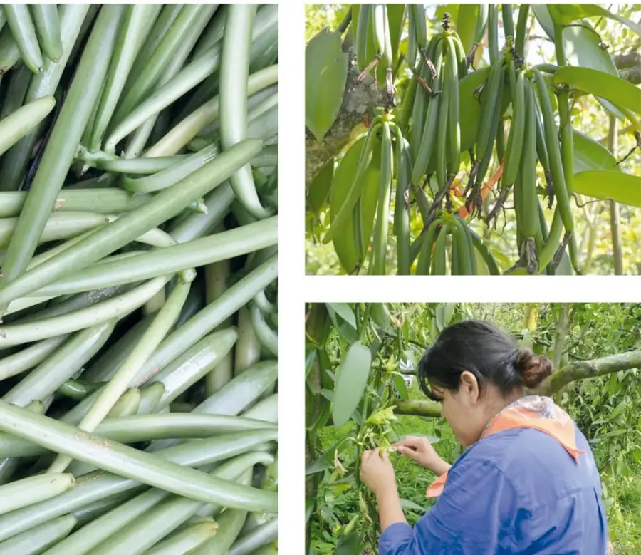 Gran pila de vainas verdes frescas de vainilla recién cosechadas.