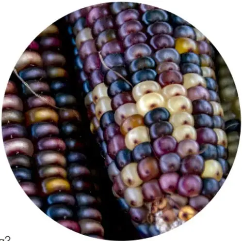 Mazorca de maíz con granos de colores morados, azules, amarillos y blancos, que representa la diversidad de los pueblos originarios y la naturaleza.
