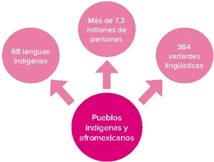 Infografía radial: círculo central magenta 'Pueblos indígenas y afromexicanos' con tres flechas hacia círculos rosa claro: 'Más de 7.3 millones de personas', '68 lenguas indígenas' y '364 variantes lingüísticas'.