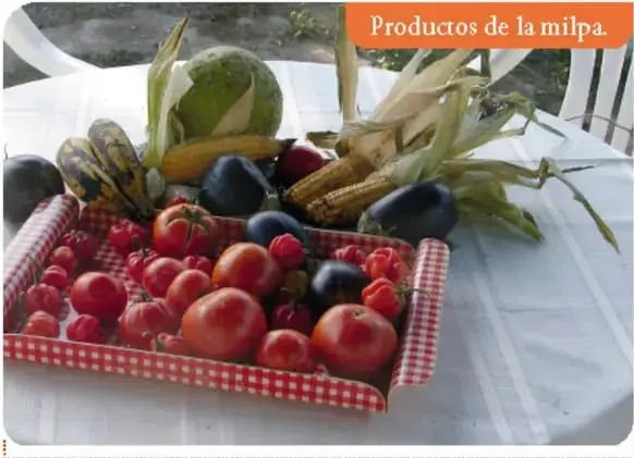 Canasta con productos de la milpa: calabaza, maíz, jitomates, frijoles y otros vegetales.