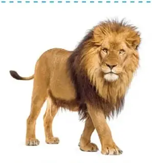 León macho adulto de pie, con melena, dentro de un recuadro punteado.