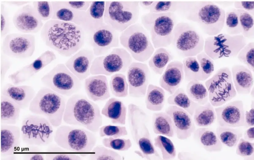 Microfotografía de células teñidas en división (mitosis), con barra de escala de 50 μm.