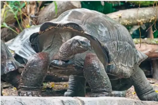 Fotografía de una tortuga gigante de Galápagos caminando sobre el suelo, con caparazón oscuro y patas robustas.