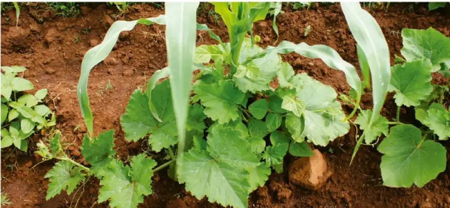 Fotografía de una milpa: plantas de maíz jóvenes creciendo junto con otras plantas (calabaza y leguminosas) en suelo rojizo, ilustrando la asociación de cultivos de la milpa.