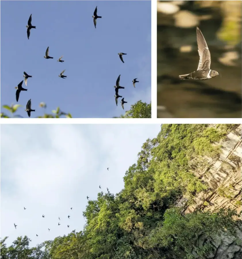 Grupo de aves negras volando en un cielo azul, con copas de árboles en la parte inferior.
