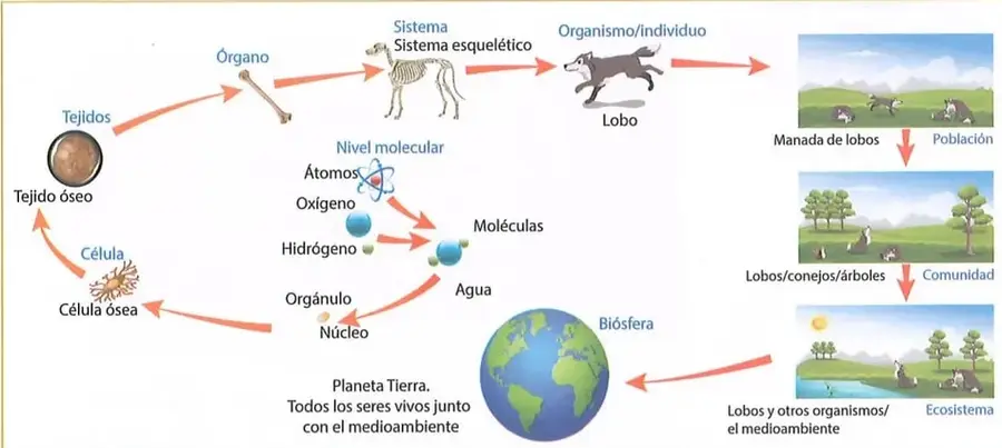 Figura 1 de Ciencias Naturales 8° · Egb 8 Ciencias Naturales 2025 · 2025