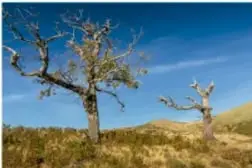 Matorral con arbustos y árboles bajos en clima seco